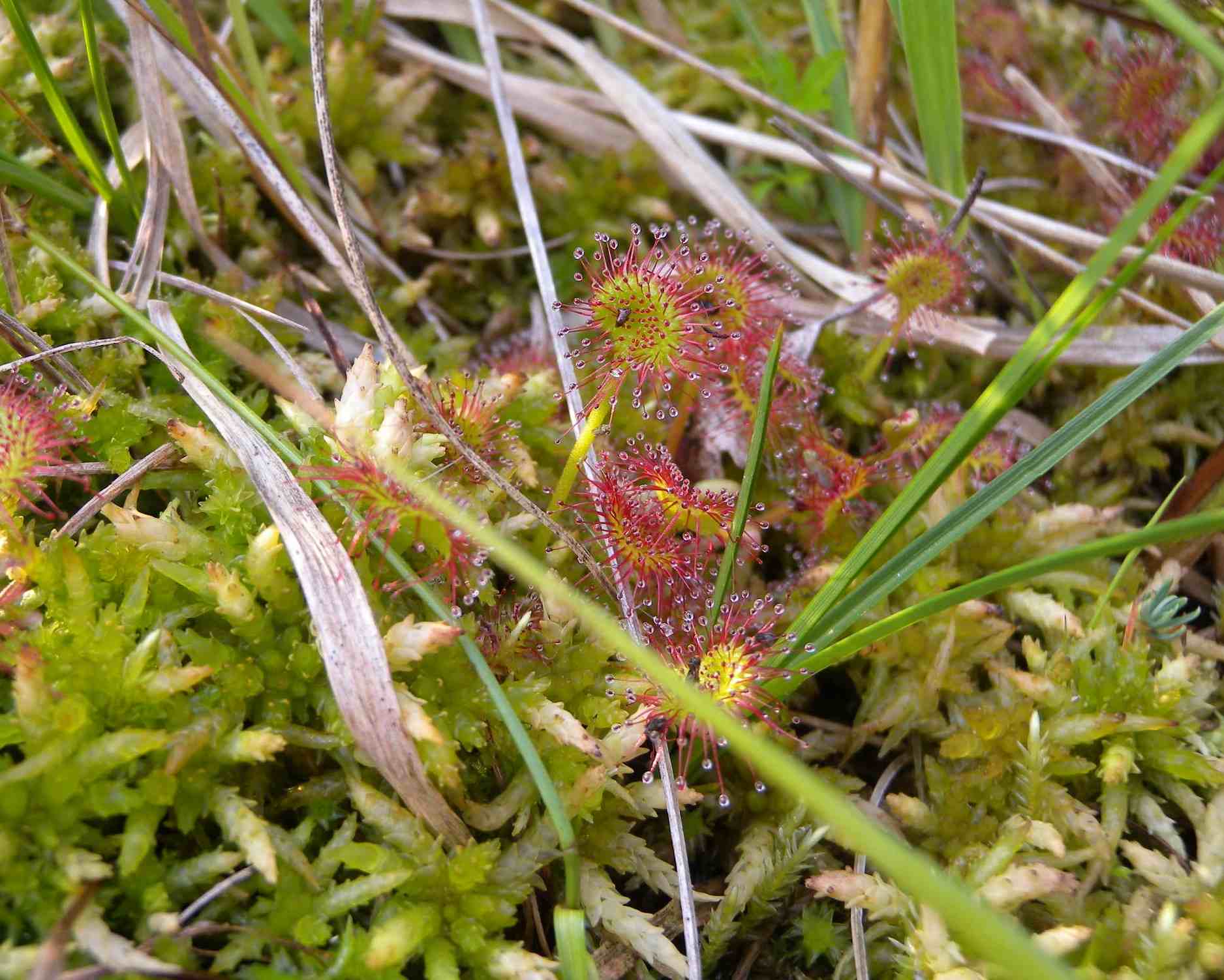 Drosera rotundifolia